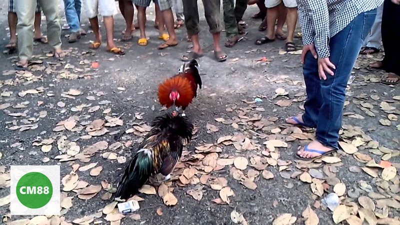 Đá Gà Cựa Sắt cm888 - Quy định cựa sắt và kết quả trận đấu Đá Gà Cựa Sắt cm888 - Quy định cựa sắt và kết quả trận đấu