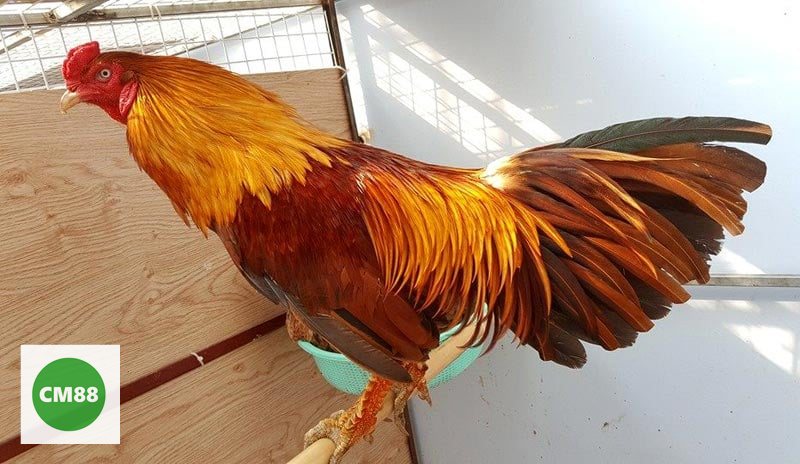 Đá Gà cm888 - Đá gà cựa dao và cựa sắt Đá Gà cm888 - Đá gà cựa dao và cựa sắt