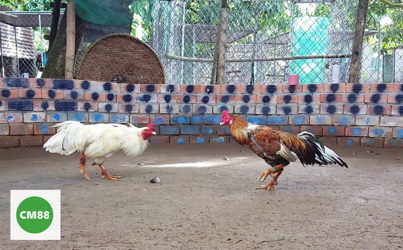 Đá Gà cm888 - Giao diện dễ dùng và bảo mật Đá Gà cm888 - Giao diện dễ dùng và bảo mật